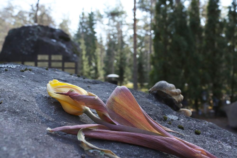 40x kortteli Honkanummi, kuvaaja Usvapelto